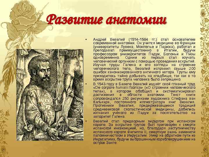 Развитие анатомии • • • Андрей Везалий (1514 -1564 гг. ) стал основателем современной