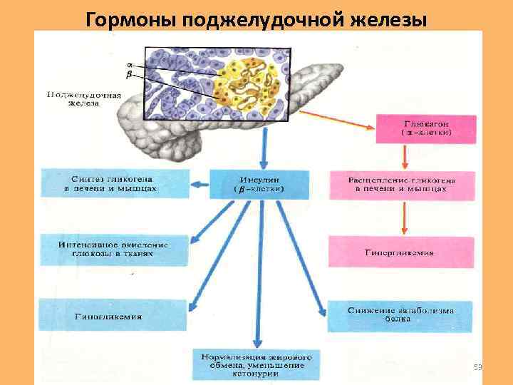 Поджелудочная железа гормоны. Поджелудочная железа гормоны и функции таблица. Гормоны вырабатываемые поджелудочной железой таблица. Поджелудочная железа секреция гормонов. Гиперфункция поджелудочной железы инсулин.