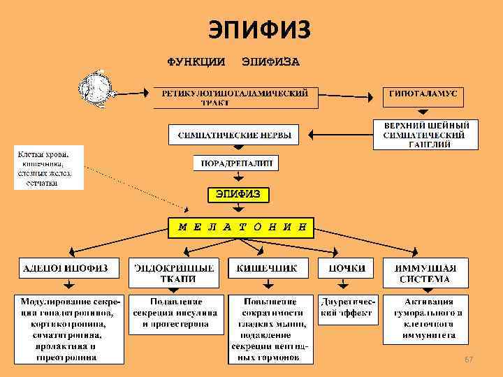 Железы внутренней секреции план урока 8 класс