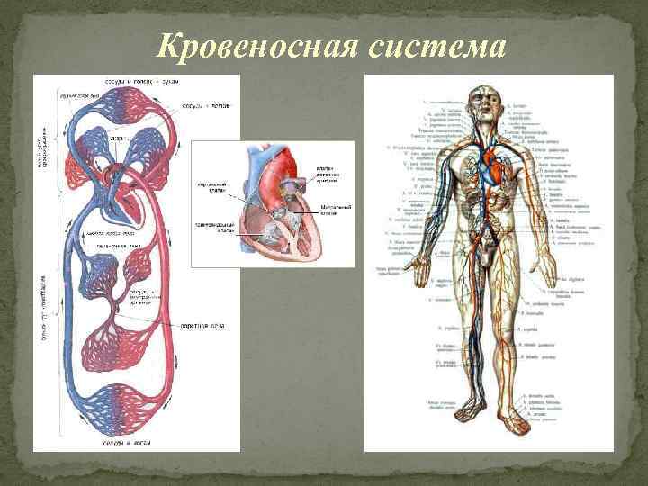 Кровеносная система 