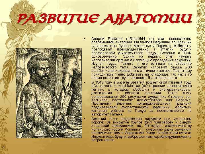 Развитие анатомии • • • Андрей Везалий (1514 -1564 гг. ) стал основателем современной