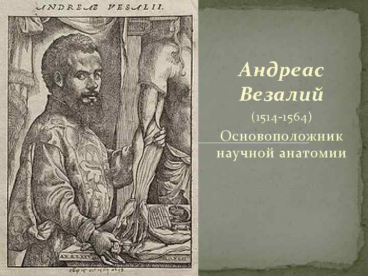 Андреас Везалий (1514 -1564) Основоположник научной анатомии 