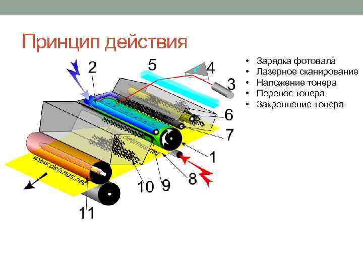 Принцип действия • • • Зарядка фотовала Лазерное сканирование Наложение тонера Перенос тонера Закрепление