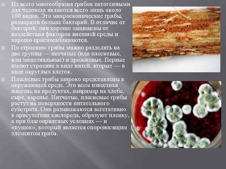  Из всего многообразия грибов патогенными для человека являются всего лишь около 100 видов.