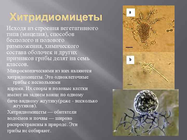 Хитридиомицеты Исходя из строения вегетативного типа (мицелия), способов бесполого и полового размножения, химического состава