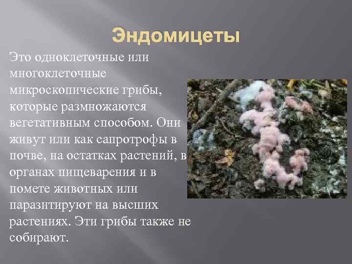 Эндомицеты Это одноклеточные или многоклеточные микроскопические грибы, которые размножаются вегетативным способом. Они живут или