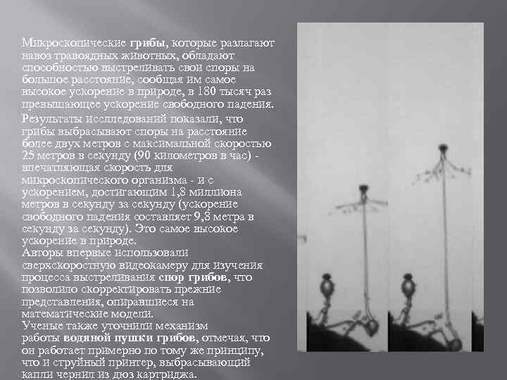 Микроскопические грибы, которые разлагают навоз травоядных животных, обладают способностью выстреливать свои споры на большое