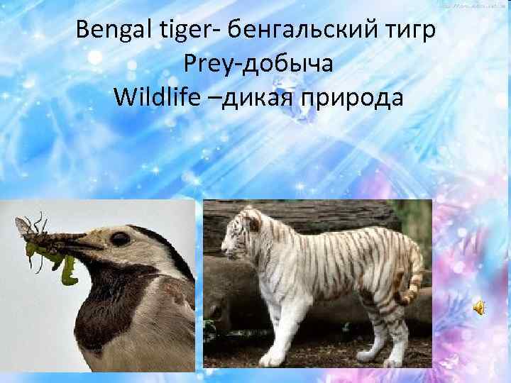 Bengal tiger- бенгальский тигр Prey-добыча Wildlife –дикая природа 