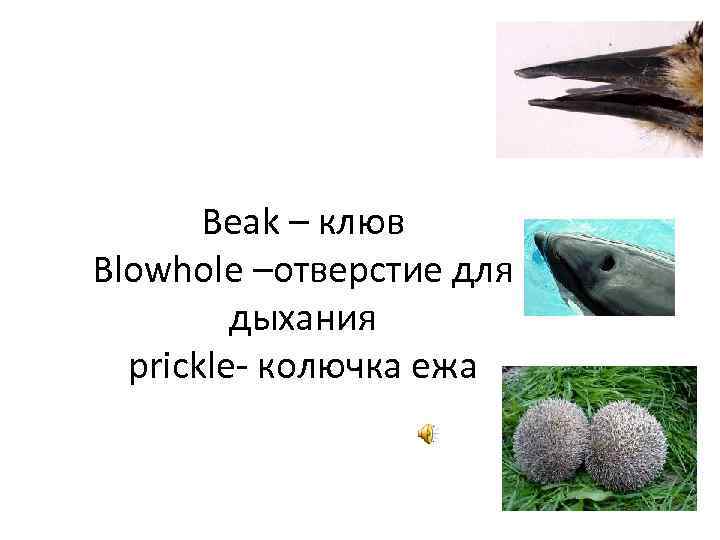 Клювы клюв шкафы шкаф