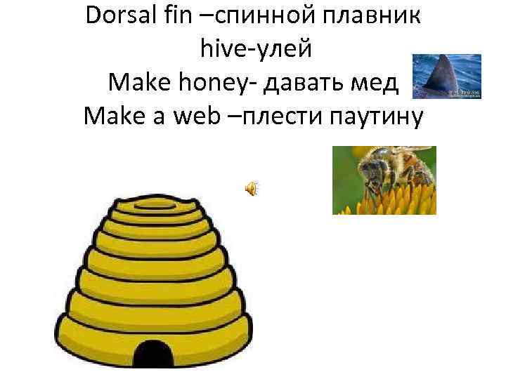 Dorsal fin –спинной плавник hive-улей Make honey- давать мед Make a web –плести паутину