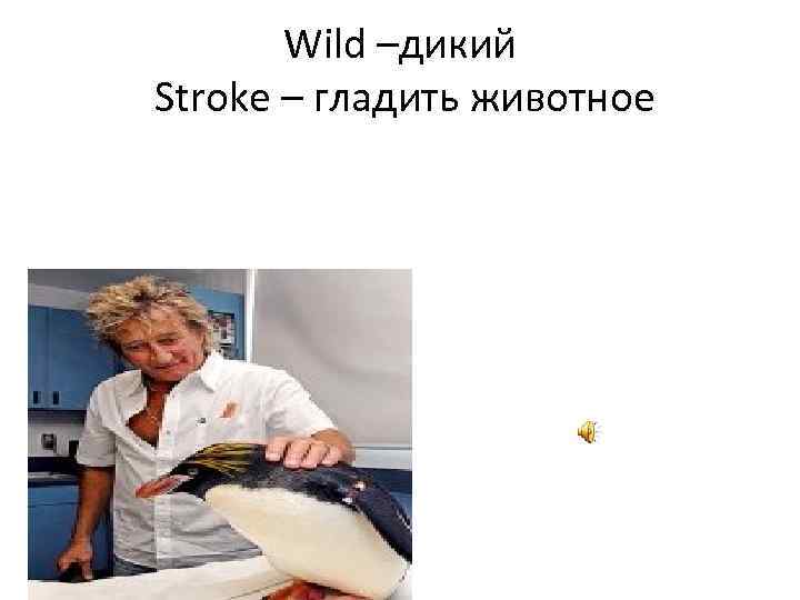 Wild –дикий Stroke – гладить животное 