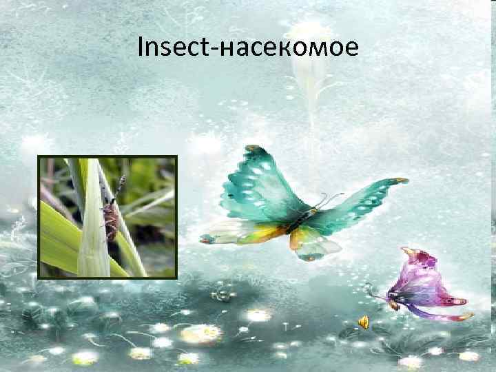 Insect-насекомое 
