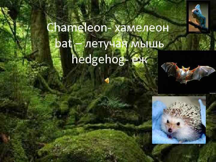 Chameleon- хамелеон bat – летучая мышь hedgehog- еж 