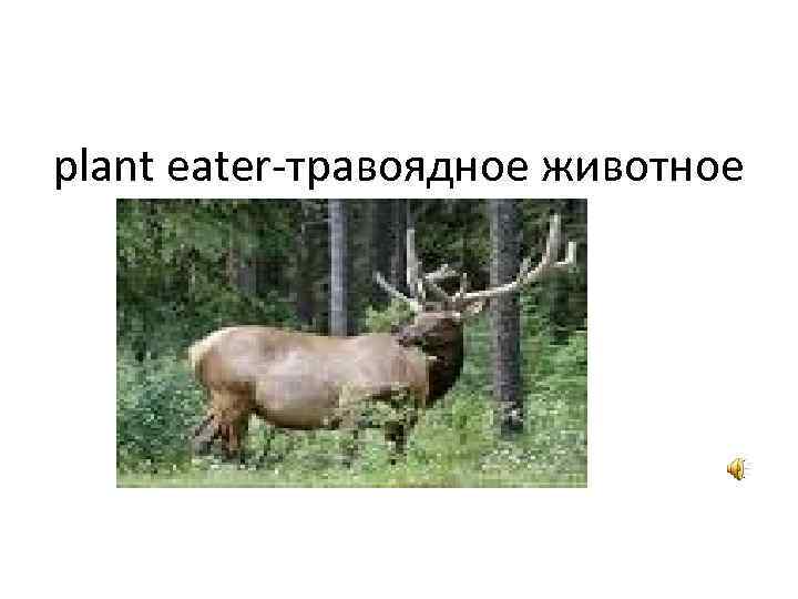plant eater-травоядное животное 