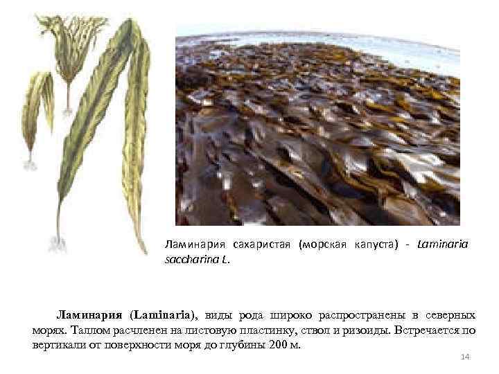 Ризоиды характерны для ламинарии