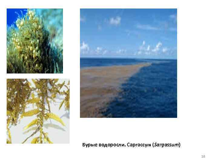 Бурые водоросли. Саргассум (Sargassum) 18 