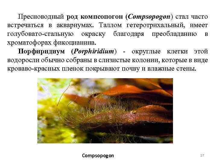 Пресноводный род компсопогон (Compsopogon) стал часто встречаться в аквариумах. Таллом гетеротрихальный, имеет голубовато-стальную окраску