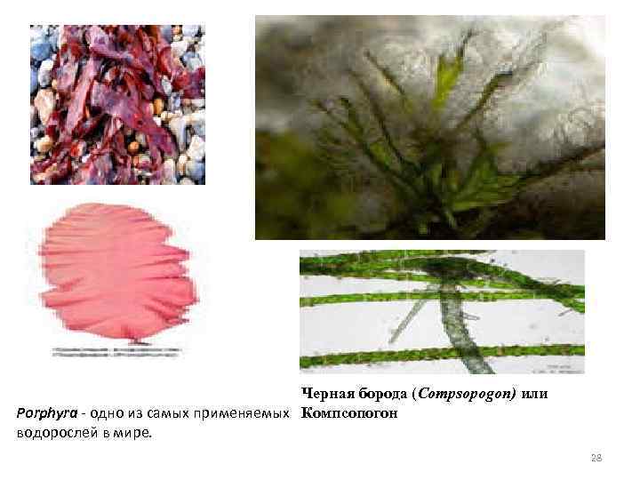 Черная борода (Compsopogon) или Porphyra - одно из самых применяемых Компсопогон водорослей в мире.