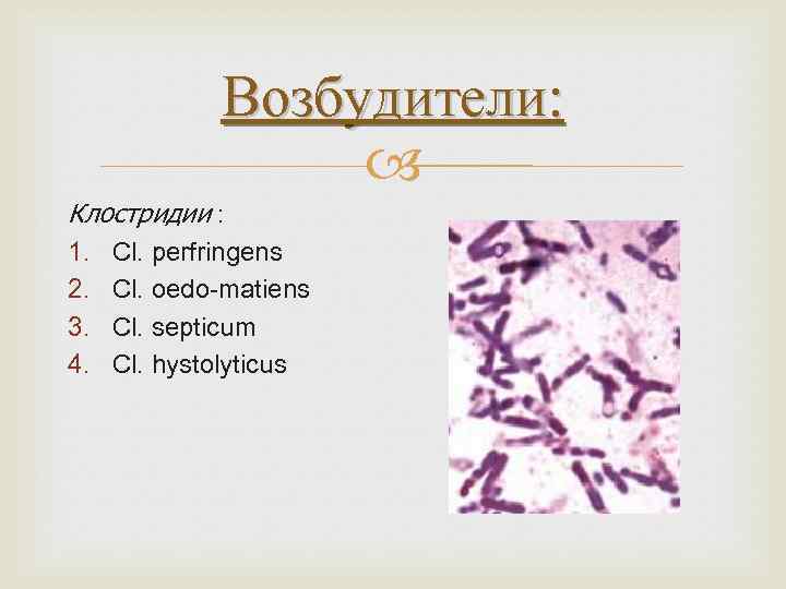 Возбудители: Клостридии : 1. Cl. perfringens 2. Cl. oedo-matiens 3. Cl. septicum 4. Cl.