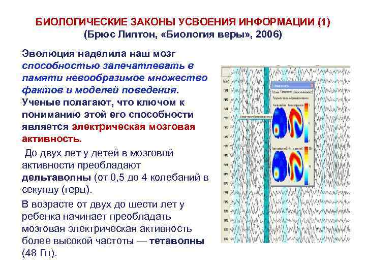 БИОЛОГИЧЕСКИЕ ЗАКОНЫ УСВОЕНИЯ ИНФОРМАЦИИ (1) (Брюс Липтон, «Биология веры» , 2006) Эволюция наделила наш