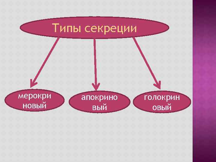 Типы секреции мерокри новый апокрино вый голокрин овый 