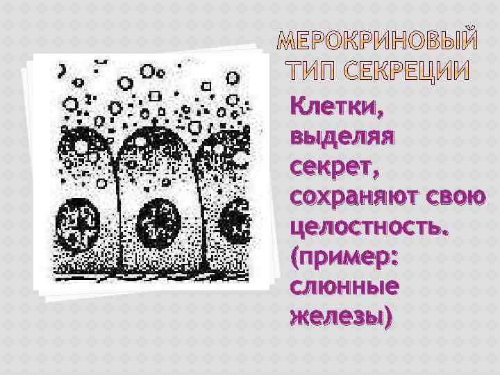 Клетки, выделяя секрет, сохраняют свою целостность. (пример: слюнные железы) 