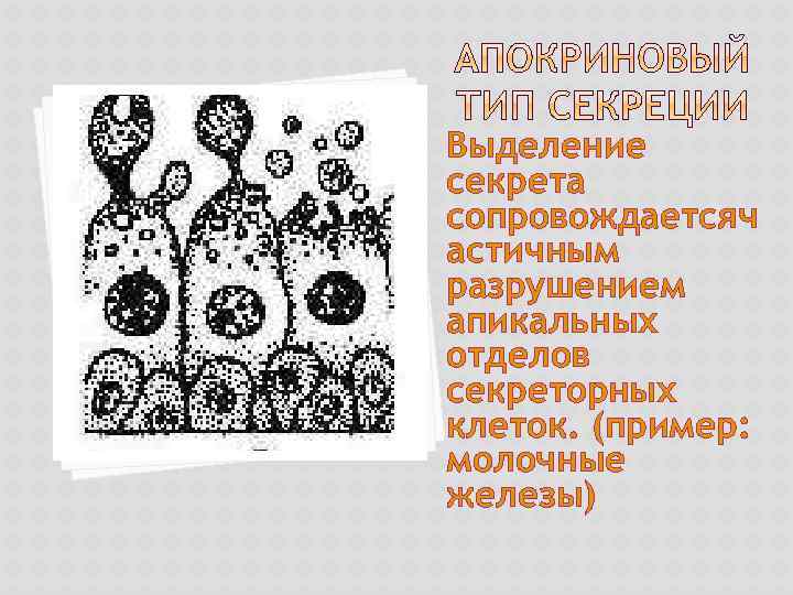 Выделение секрета сопровождаетсяч астичным разрушением апикальных отделов секреторных клеток. (пример: молочные железы) 