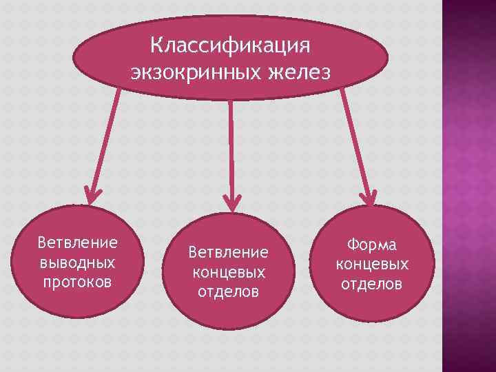 Классификация экзокринных желез Ветвление выводных протоков Ветвление концевых отделов Форма концевых отделов 