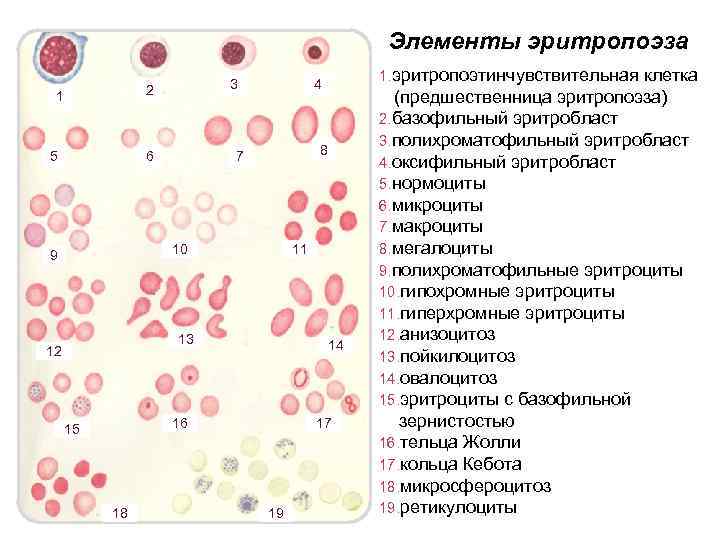 Элементы эритропоэза 3 2 1 5 6 8 7 10 9 11 13 12