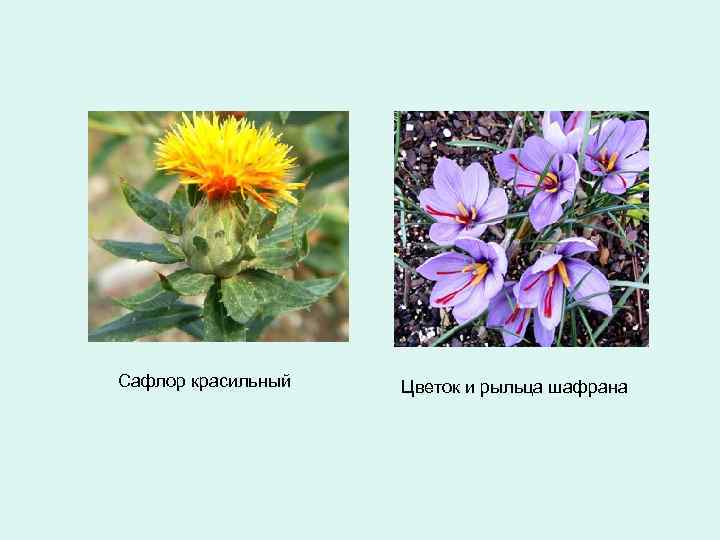 Сафлор красильный Цветок и рыльца шафрана 