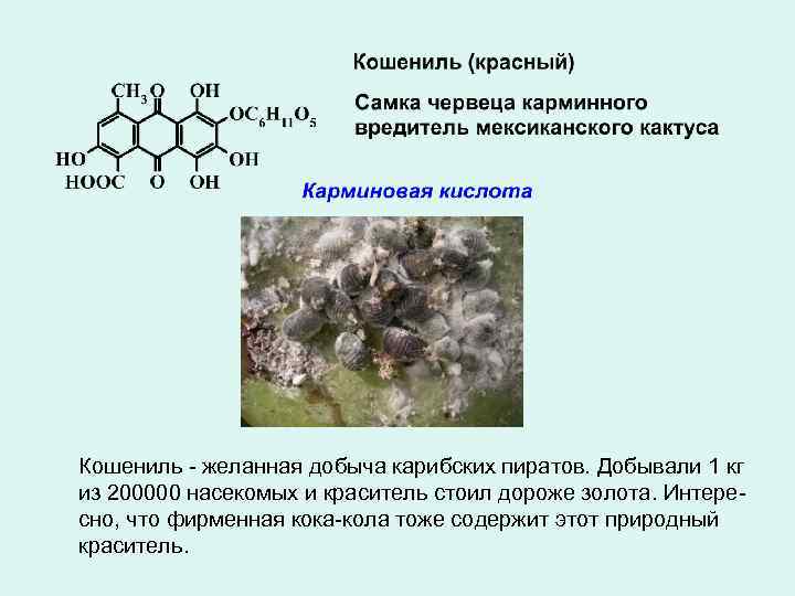 Кошениль - желанная добыча карибских пиратов. Добывали 1 кг из 200000 насекомых и краситель