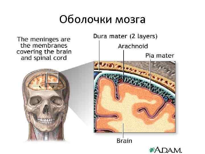 Оболочки мозга 