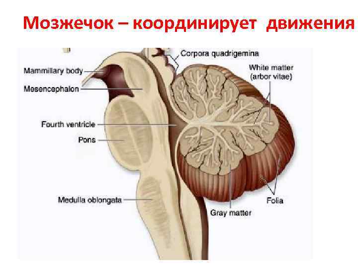 Мозжечок – координирует движения 