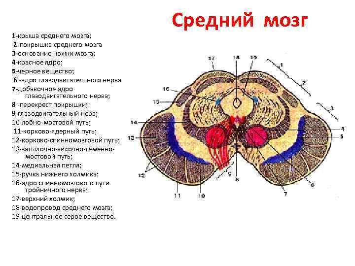 Строение продолговатого мозга на поперечном срезе ядра и проводящие пути схема