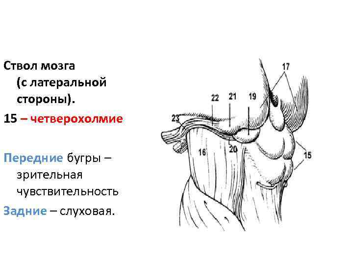 Ствол мозга (с латеральной стороны). 15 – четверохолмие Передние бугры – зрительная чувствительность Задние