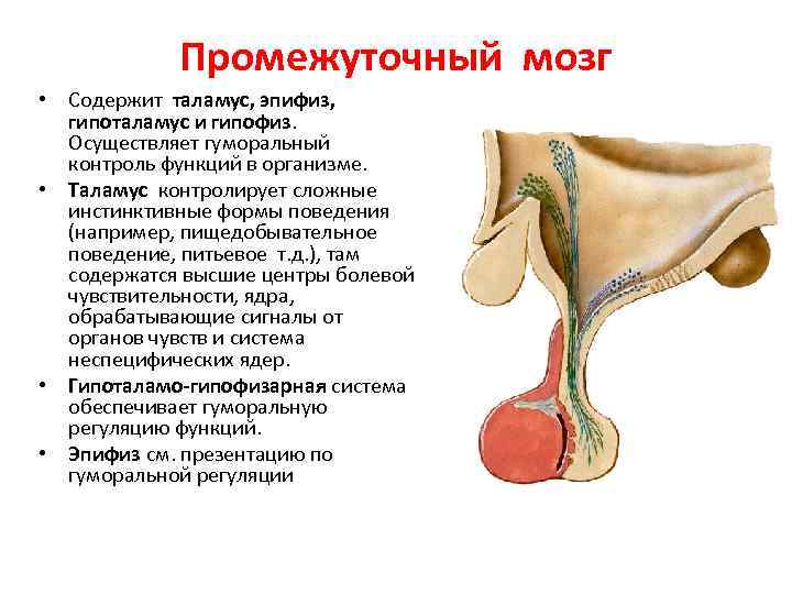 Промежуточный мозг • Содержит таламус, эпифиз, гипоталамус и гипофиз. Осуществляет гуморальный контроль функций в