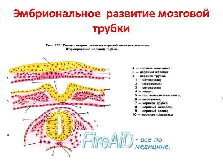 Эмбриональное развитие мозговой трубки 