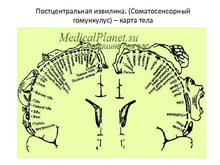 Постцентральная извилина. (Соматосенсорный гомункулус) – карта тела 