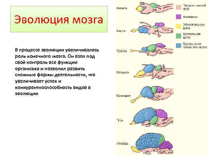 Размер мозга увеличивается. Строение головного мозга Эволюция. Этапы эволюционного развития мозга. Эволюция головного мозга таблица. Эволюция человеческого мозга кратко.