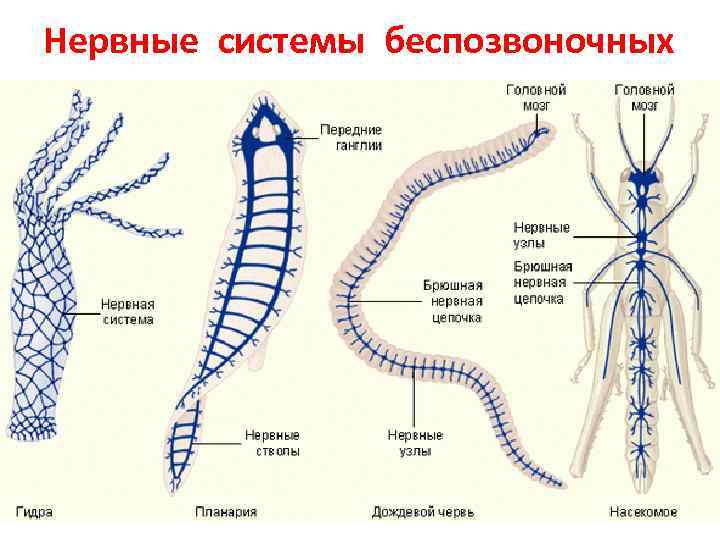 Нервные системы беспозвоночных 