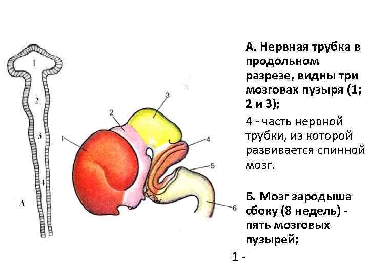  • А. Нервная трубка в продольном разрезе, видны три мозговах пузыря (1; 2