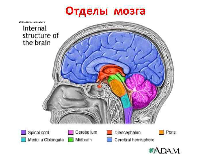 Отделы мозга 