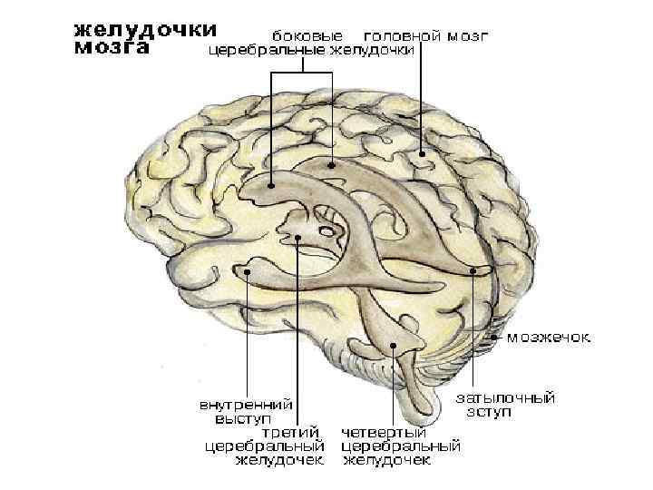 Правый желудочек головного. Желудочки головного мозга анатомия. Желудочки головного мозга человека анатомия. Топография желудочков головного мозга. Строение боковых желудочков головного мозга.