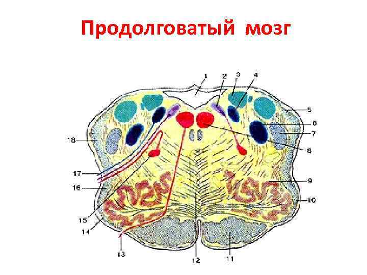 Продолговатый мозг 