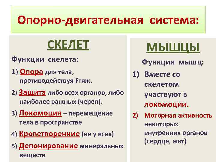 Опорно-двигательная система: СКЕЛЕТ Функции скелета: 1) Опора для тела, МЫШЦЫ Функции мышц: 1) Вместе