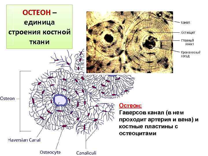 ОСТЕОН – единица строения костной ткани Остеон: Гаверсов канал (в нем проходит артерия и