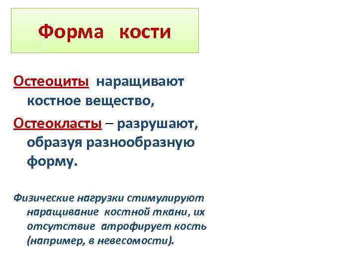 Остеоциты функции. В процессе развития остеоциты образуются из. Остеокласт что разрушает.