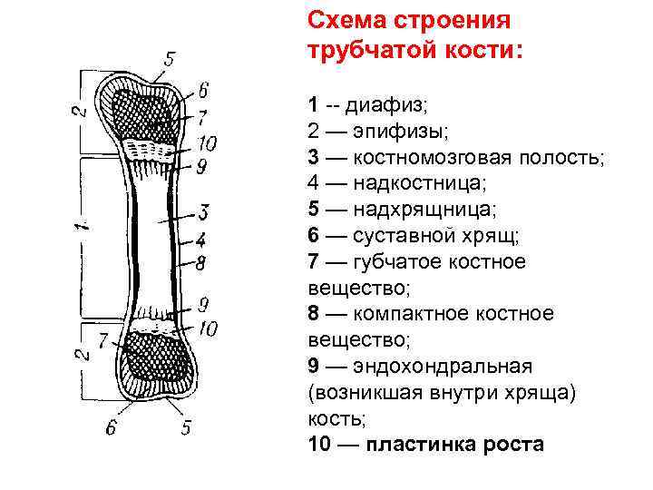 Схема строения трубчатой кости: 1 -- диафиз; 2 — эпифизы; 3 — костномозговая полость;