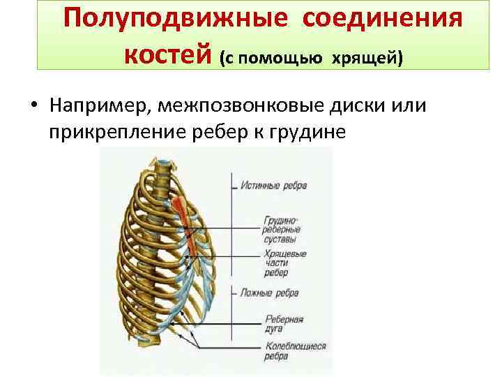Полуподвижные соединения костей (с помощью хрящей) • Например, межпозвонковые диски или прикрепление ребер к
