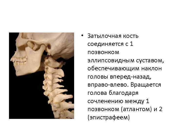 Соединения между затылочной костью. Соединение Атланта и затылочной кости. 1 Позвонок. Первый шейный позвонок и затылочная кость. Атлантозатылочный сустав строение.
